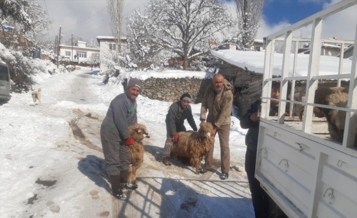 Tokat'ta bağışlanan hayvanların etleri kavurma yapılıp depremzedelere gönderilecek