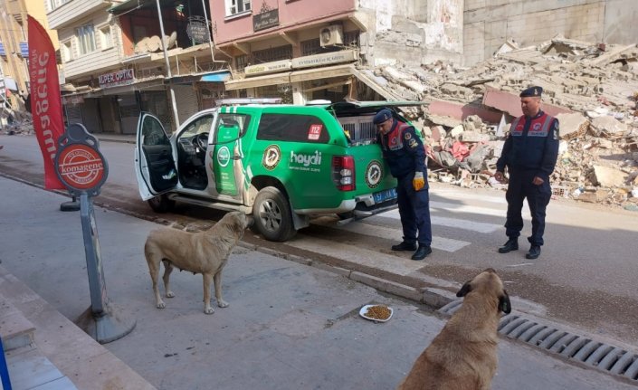 Jandarma ekiplerince deprem bölgesindeki hayvanlara mama desteği