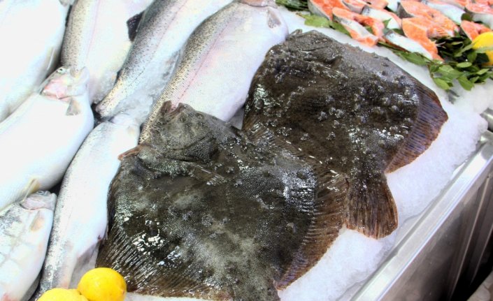 Sinop'ta kalkan balığının kilosu 400 liraya düştü