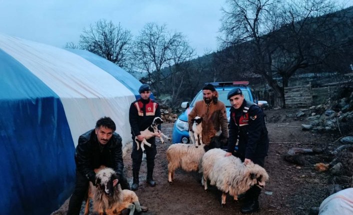 Sinop'ta koyun çaldığı iddia edilen kişi yakalandı