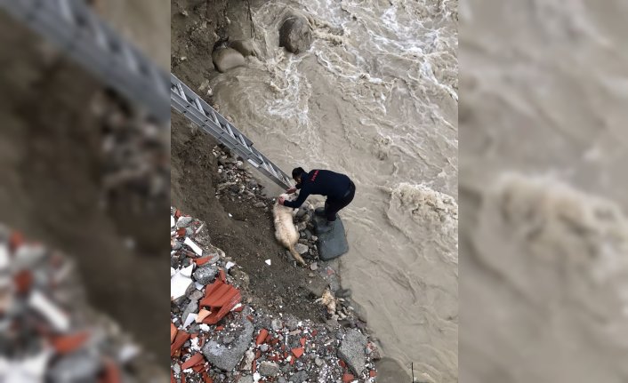Türkeli'de çayda mahsur kalan köpek kurtarıldı
