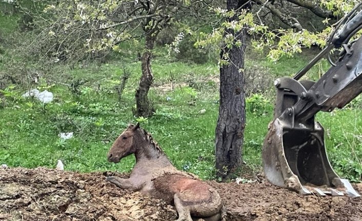 Bolu'da gübre yığınında mahsur kalan yılkı atı kurtarıldı