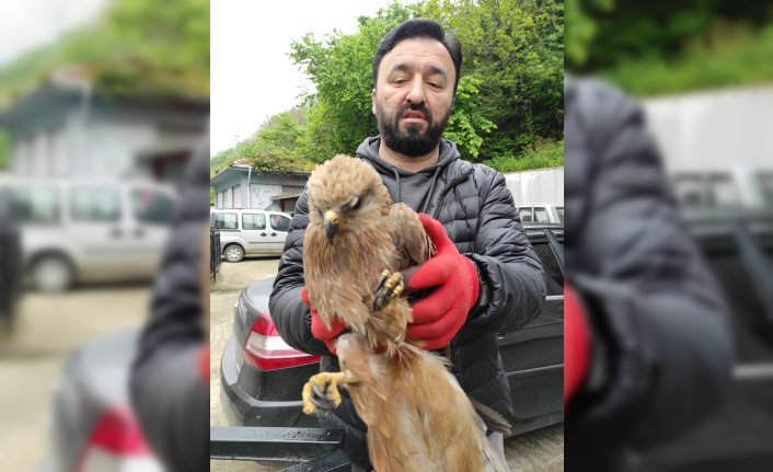 Giresun'da yol kenarında bulunan kızıl şahin tedavi altına alındı