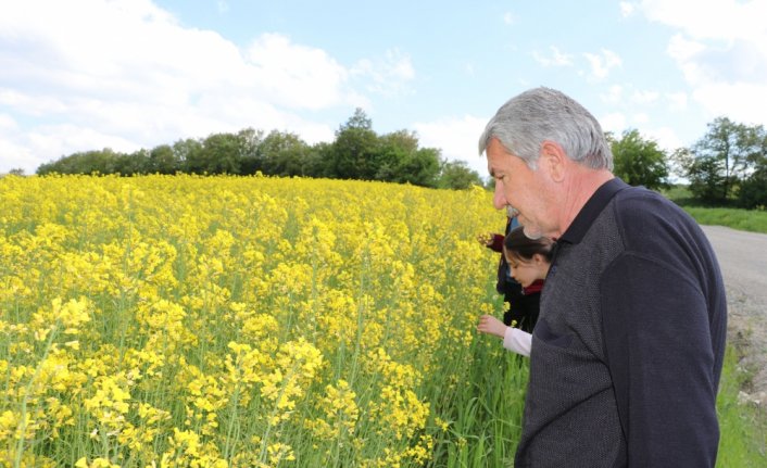 Havza Ziraat Odası Başkanı Genç kanola tarlasında incelemede bulundu