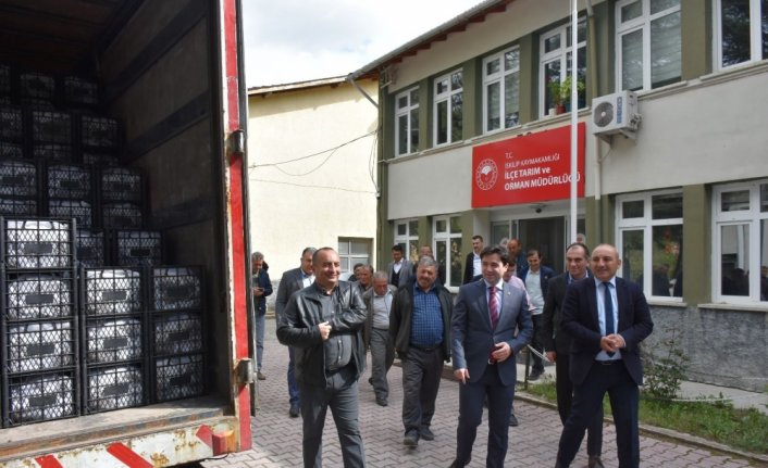 İskilip'te 130 çiftçiye 250 bin çilek fidesi dağıtıldı