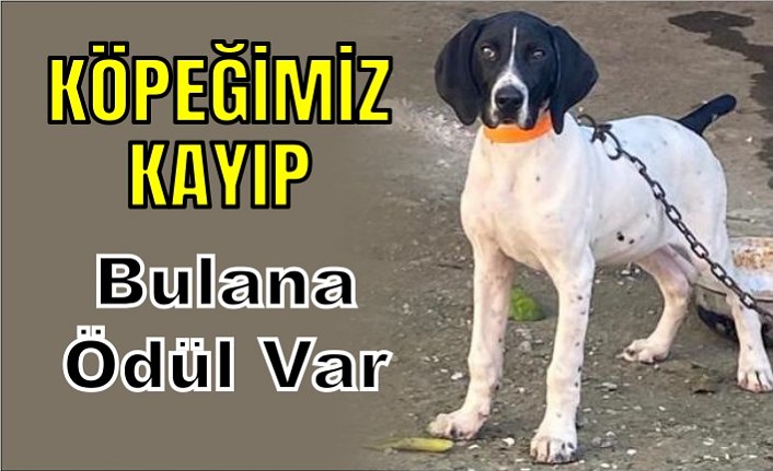 Köpeğimiz BOSS Kayıp
