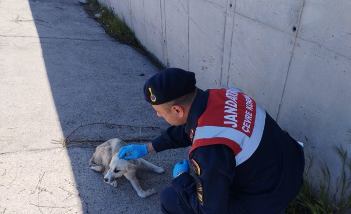 Tokat'ta jandarmanın bulduğu yaralı köpek yavrusu tedavi edildi