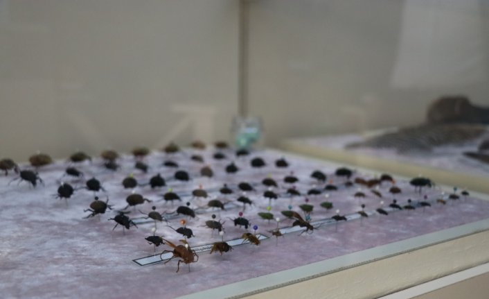 Bolu'da okul bünyesinde açılan müzeyle çocuklara doğa bilinci aşılanıyor