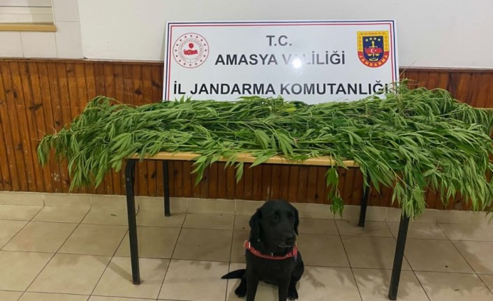 Amasya'da uyuşturucu operasyonunda yakalanan 2 zanlıdan biri tutuklandı