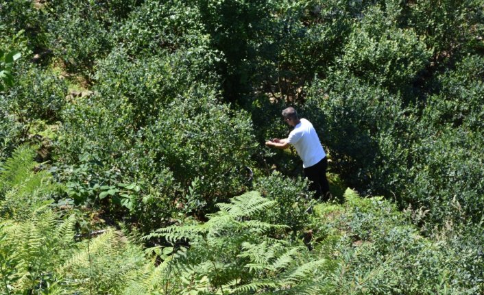 Bu bahçeden mavi yemiş almak isteyenler ürünleri kendileri topluyor