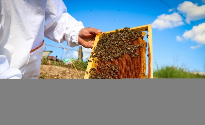 İklim şartları ve gal arısı, tescilli Kastamonu kestane balında rekolteyi düşürdü