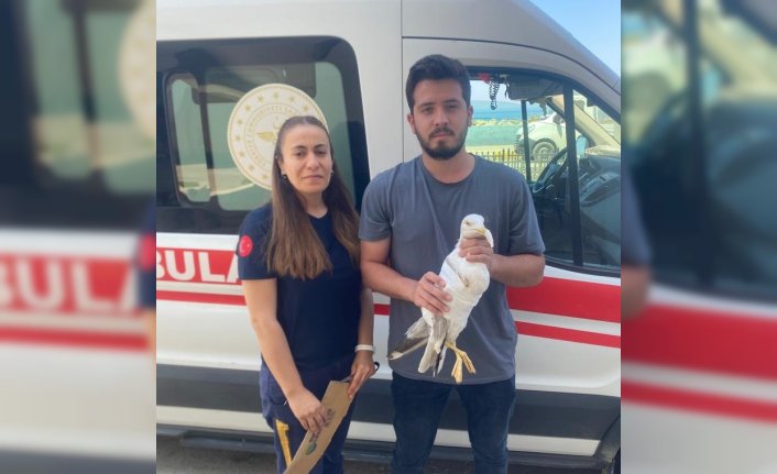 Kastamonu'da yaralı bulunan martıya “acil servis“ müdahalesi