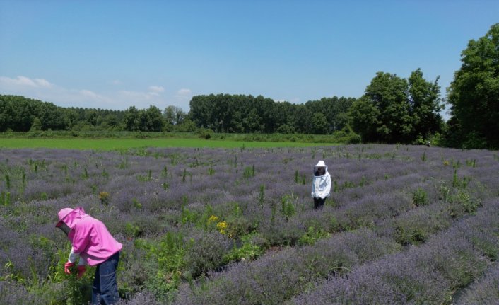 Salgın döneminde köye yerleşen matematik öğretmeni, çiftçi oldu