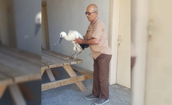 Samsun'da yaralı leylek yavrusu koruma altına alındı