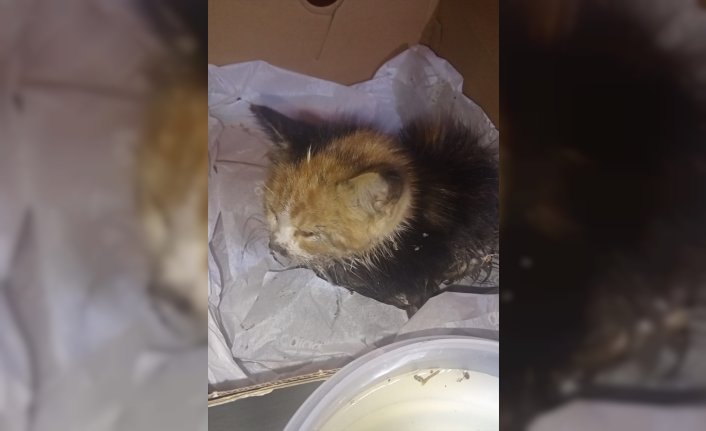 Tokat'ta rögara düşen kedi yavrusunu itfaiye kurtardı