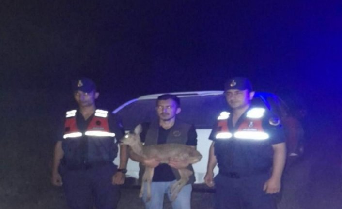 Zonguldak'ta yaralı halde bulunan ceylan tedaviye alındı