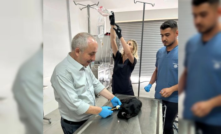 Amasya'da 12 bin metrekarelik barınakta hayvan hastanesi kuruldu