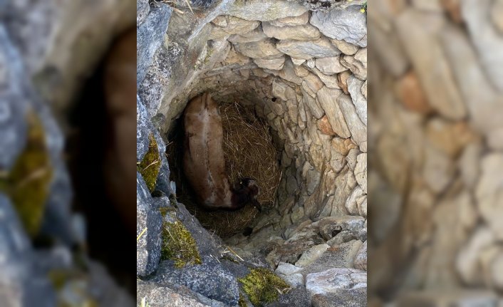 Karabük'te 4 gün kuyuda mahsur kalan büyükbaş hayvan kurtarıldı