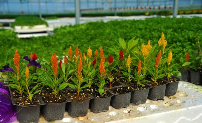 Samsun'da çöpten elde edilen elektriğin kullanıldığı seralarda çiçek üretiliyor