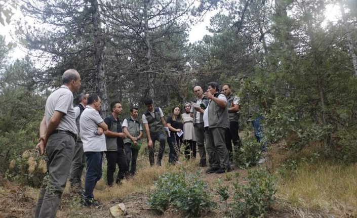 Göynük'te yanan ormanlık alanların ağaçlandırılması için çalışma yürütülüyor