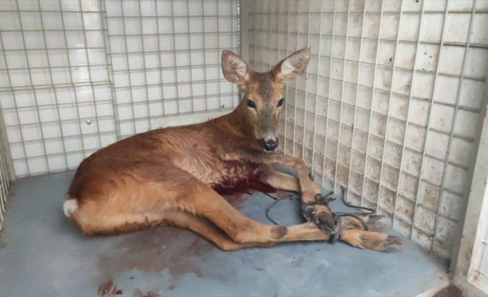 Ordu'da yaralı bulunan karaca tedavi altına alındı