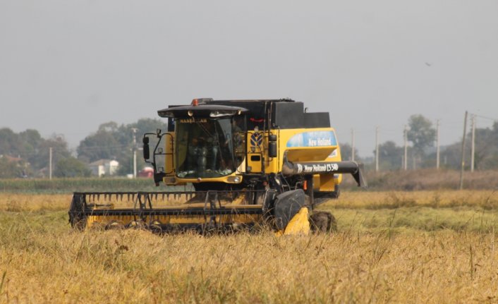 Bafra Ovası'nda çeltikte 100 bin ton rekolte bekleniyor