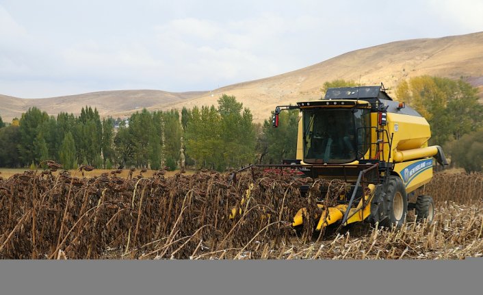 Bayburt'ta çerezlik ayçiçeği üretim alanı genişliyor