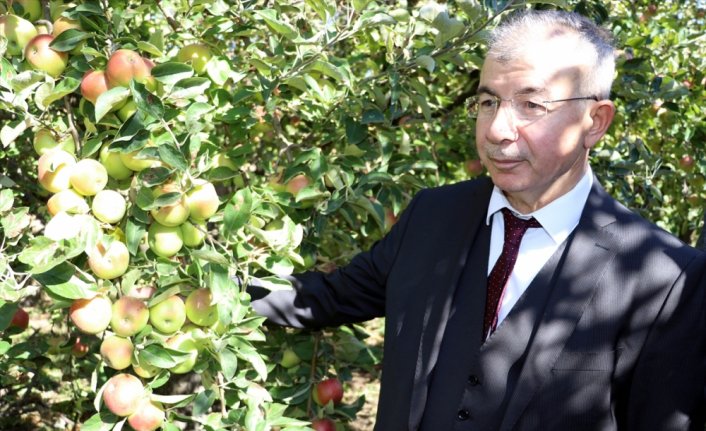 Coğrafi işaret tescilli Amasya misket elmasında hasat zamanı