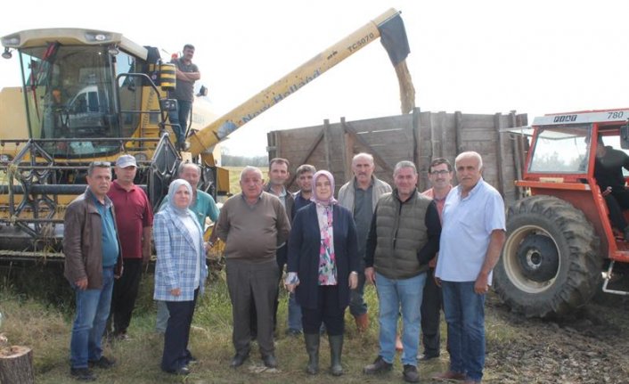 Coğrafi işaretli Konuralp pirincinin hasadı sürüyor