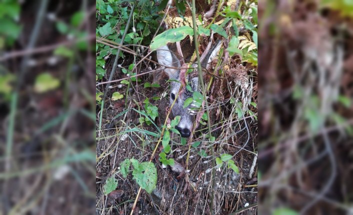 Düzce'de bitkin halde bulunan karaca muayene edilerek doğaya salındı