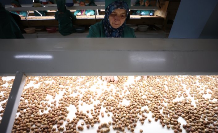 Düzce’deki fabrikada fındık ayıklama işinde 70 kadın çalışıyor