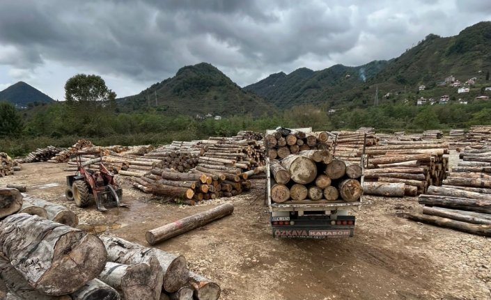 Giresun'da üzerine tomruk düşen kişi öldü