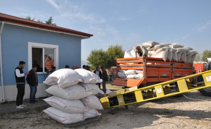 Gümüşhacıköy'de haşhaş kapsülü alımı başladı