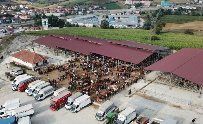 Havza'da canlı hayvan pazarı yeniden açılacak