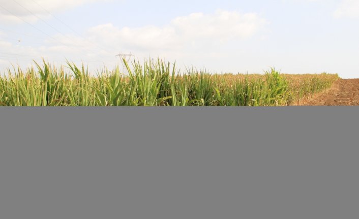 İklim değişikliği tarımda hasat tarihini erkene çekebilir