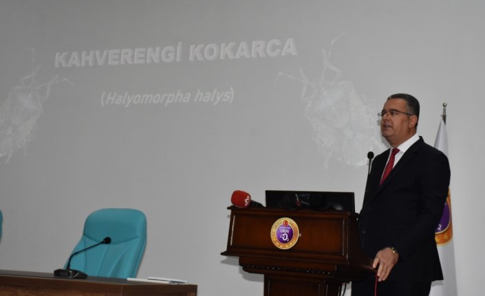 Ordu'da kahverengi kokarcayla mücadele konusunda toplantı yapıldı