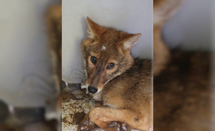 Samsun'da araç çarpması sonucu yaralanan çakal, tedavi edildi