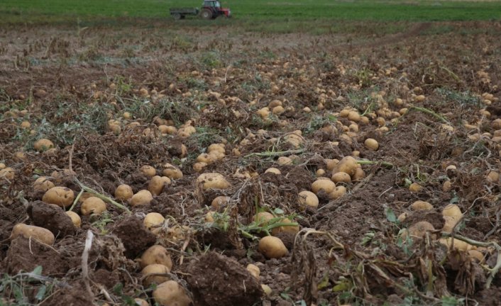 Artova'da 2 bin ton patates rekoltesi bekleniyor