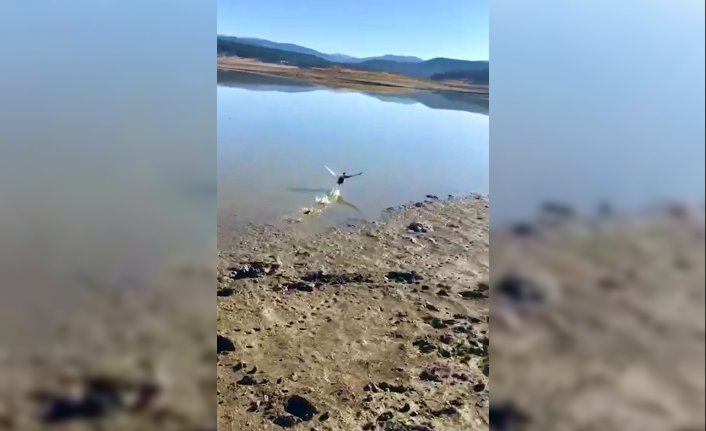 Bolu'da uçmakta zorlanan sakar meke, dinlendirildikten sonra doğaya bırakıldı