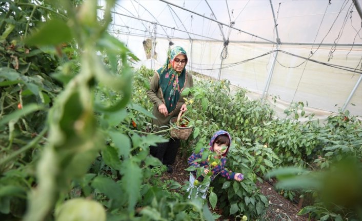 Devlet desteğiyle kurduğu seralarda babaannesinden aldığı ata tohumlarıyla sebze yetiştiriyor