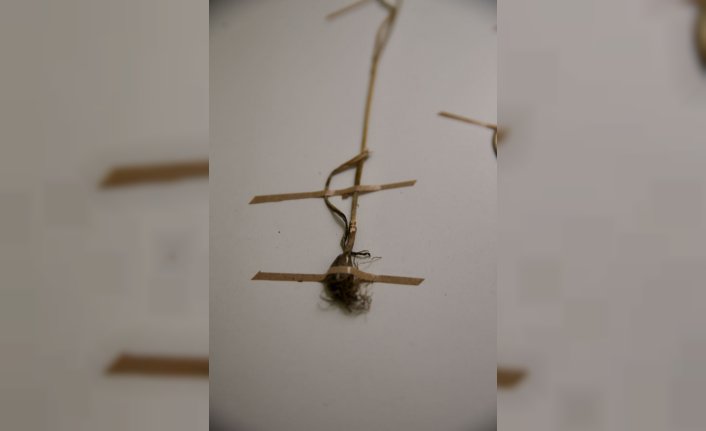 Keşfettiği sümbül türüne 13 yıl önce kaybettiği babasının adını verdi