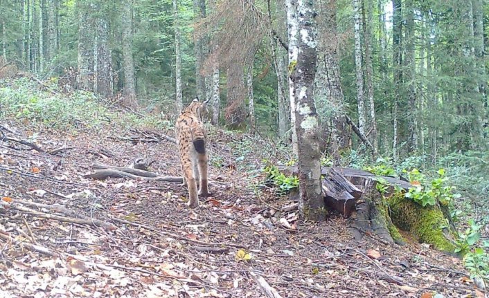 Küre Dağları Milli Parkı'nda dolaşan yaban hayvanları fotokapanla kaydedildi