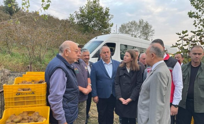 Ordu'da tescilli kivinin hasadına başlandı