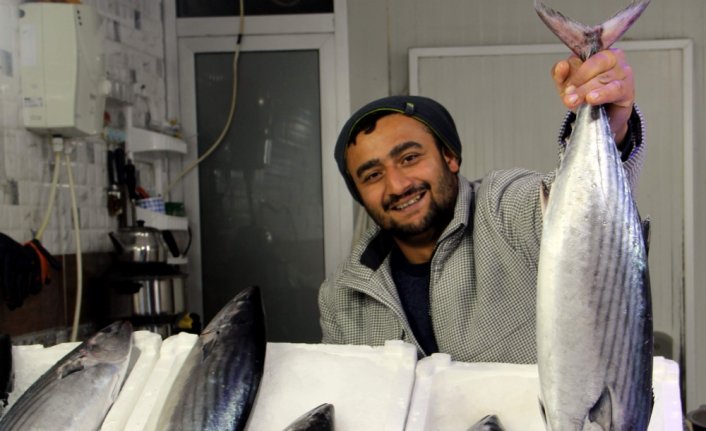 Sinop'ta balık tezgahlarında torik bolluğu yaşanıyor