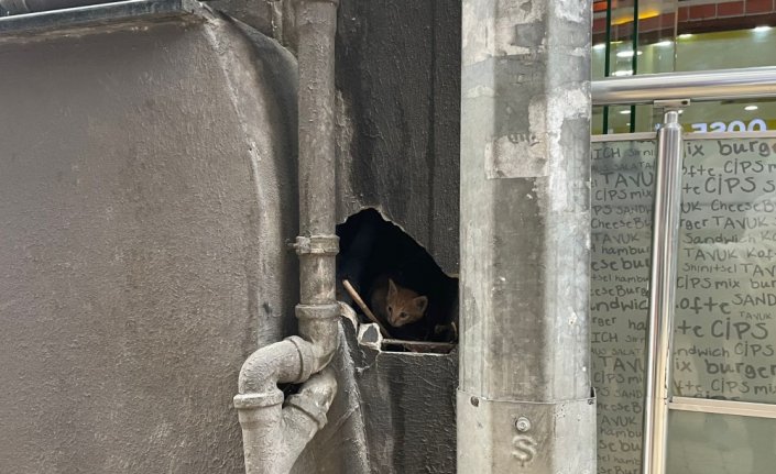 Trabzon'da bina boşluğunda mahsur kalan kedi yavrusu, duvar kırılarak kurtarıldı