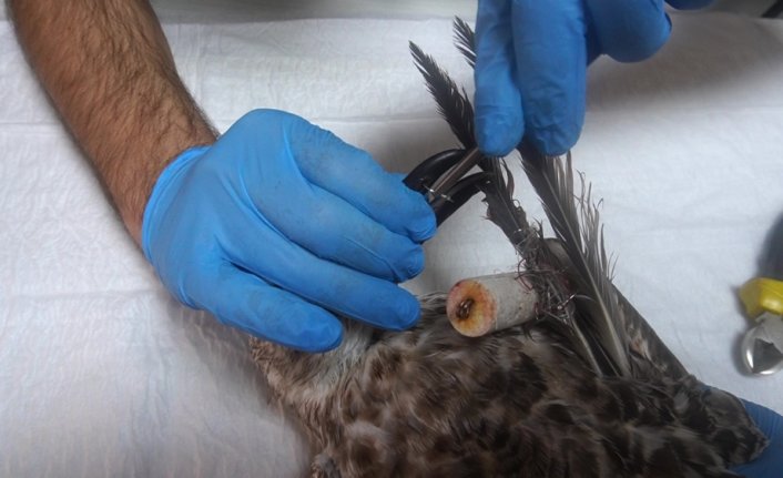 Vücuduna ve gagasına olta iğneleri batan gümüş martı tedavi edildi