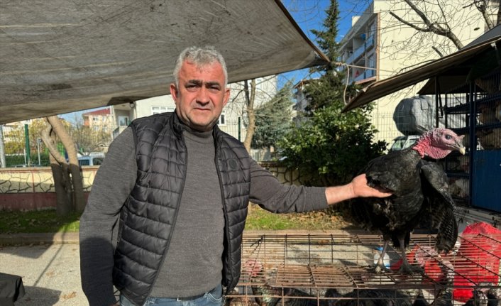 Bolu, Kandıra ve Eflani'de yetiştirilen hindilere yılbaşı öncesi talep arttı