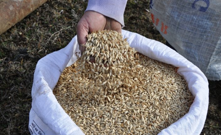 Kastamonu'da siyez buğdayı ekimine başlandı