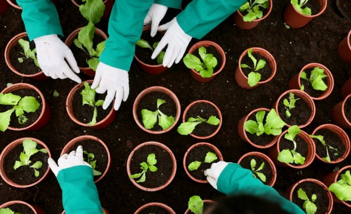 Liseli gençler, okul bahçesindeki seralarda modern tarım yöntemlerini öğreniyor