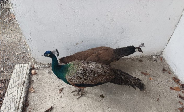 Amasya'da bir evde bulunan yaban hayvanlarından 7'si doğaya salındı